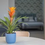 Loft The Ma Адехе